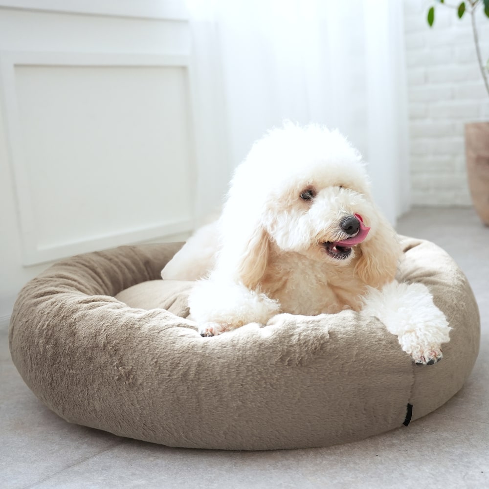 【犬のベッド買い替え時】愛犬のサインを見逃さないで！臭いやへたりが健康に与える影響と「体の負担を考え抜いた」ベッドの選び方