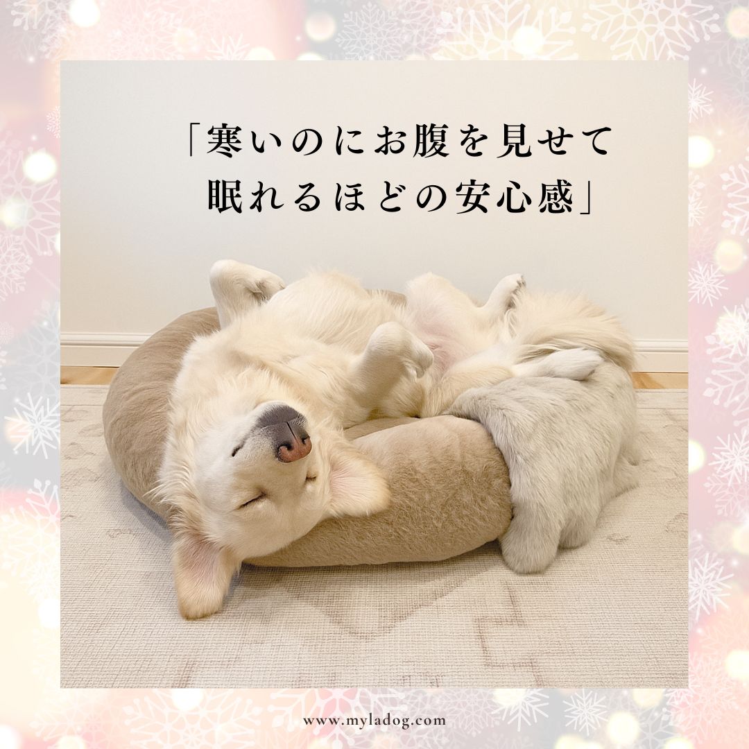 【愛犬の寝相でわかる】「へそ天」は信頼の証？愛犬が本当にリラックスできる「理想の寝床」の選び方